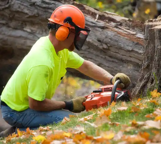 tree services Truth or Consequences